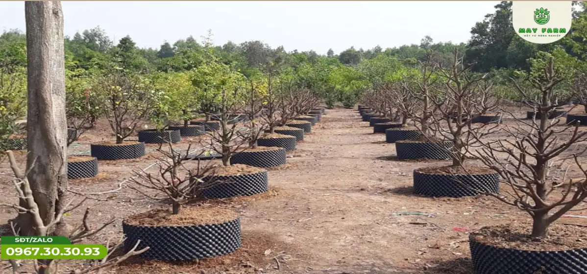 khi sử dụng bầu ươm mai cần phải biết một vài kĩ thuật cơ bản