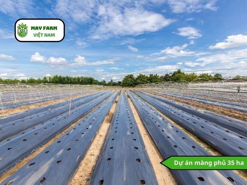 Dự án màng phủ 35 ha 