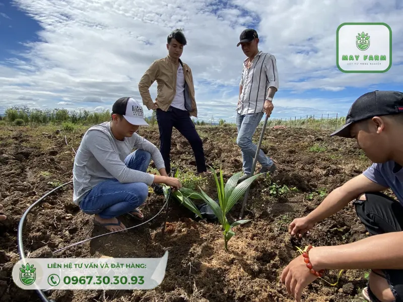 chọn hệ thống tưới a phù hợp để giúp vườn dừa sinh trưởng tốt