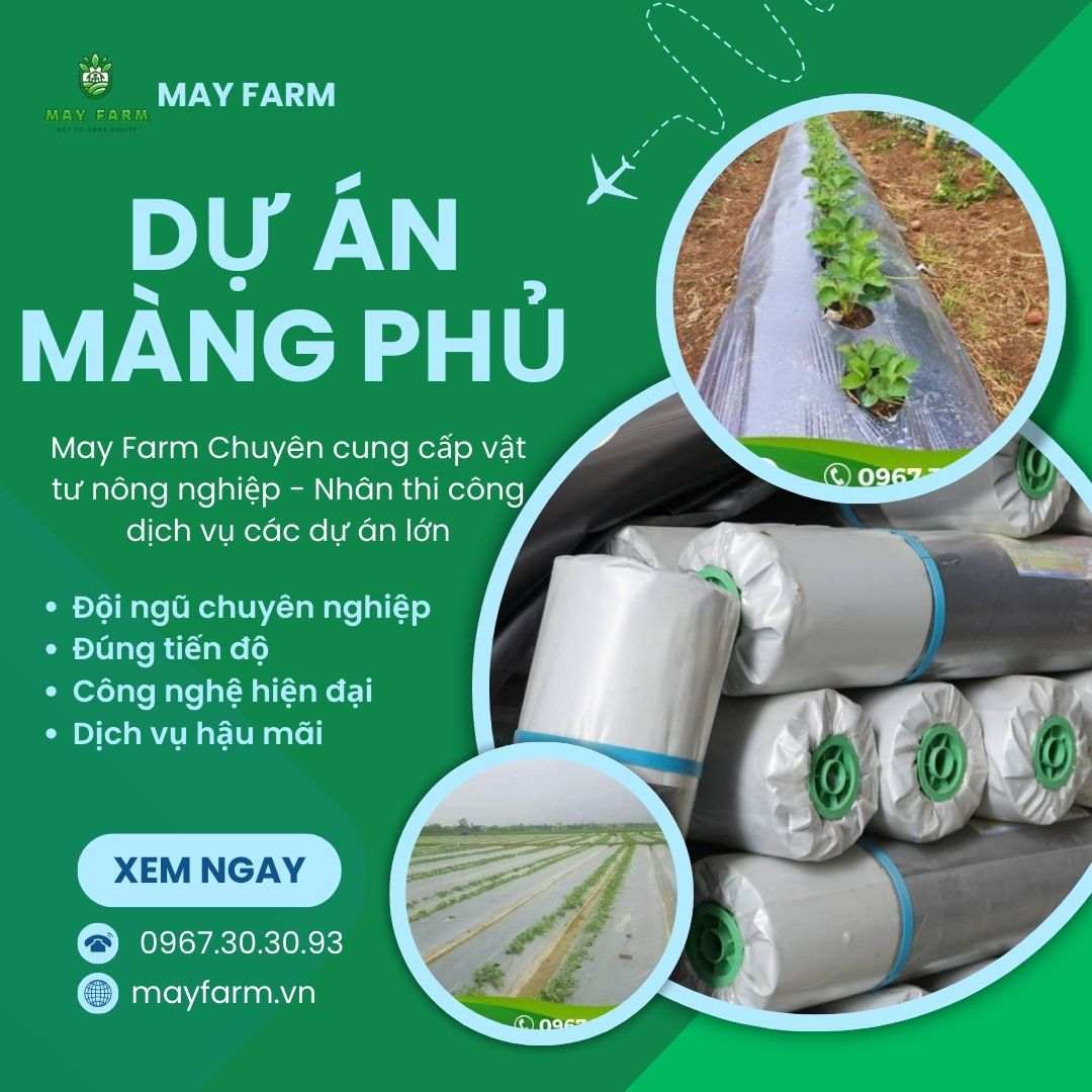 Dự án lâm phủ trồng ớt 70 Hà