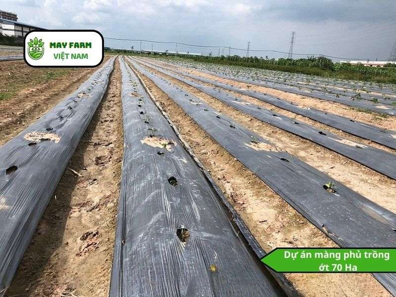 Dự án màng phủ trồng  ớt 70 Ha