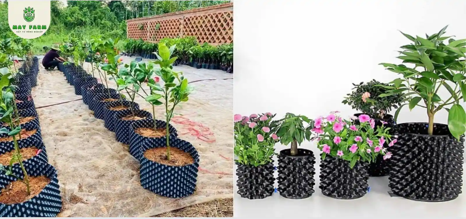 bầu ươm v6 30cm giải pháp ươm trồng toàn diện