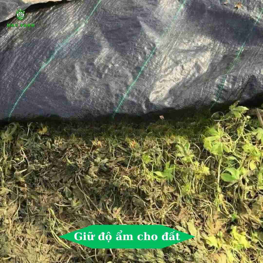 Giữ độ ẩm cho đất