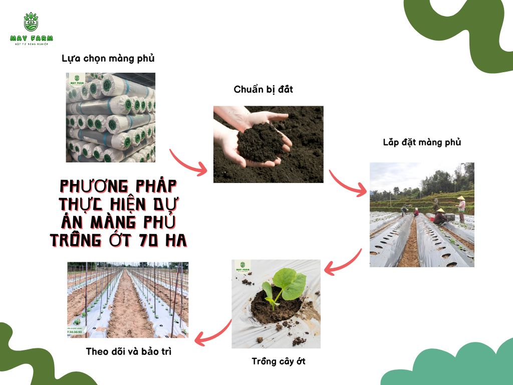 Dự án lâm phủ trồng ớt 70 Hà