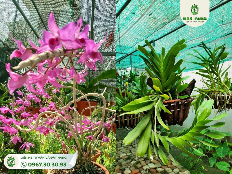 Lưới che nắng Thái Lan dệt phẳng