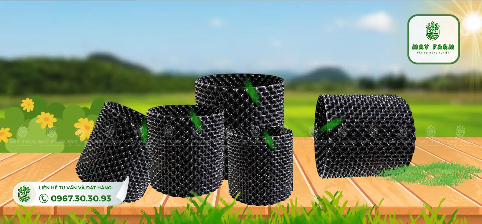 kích thước của bầu ươm mai tùy thuộc vào kích thước cây trồng