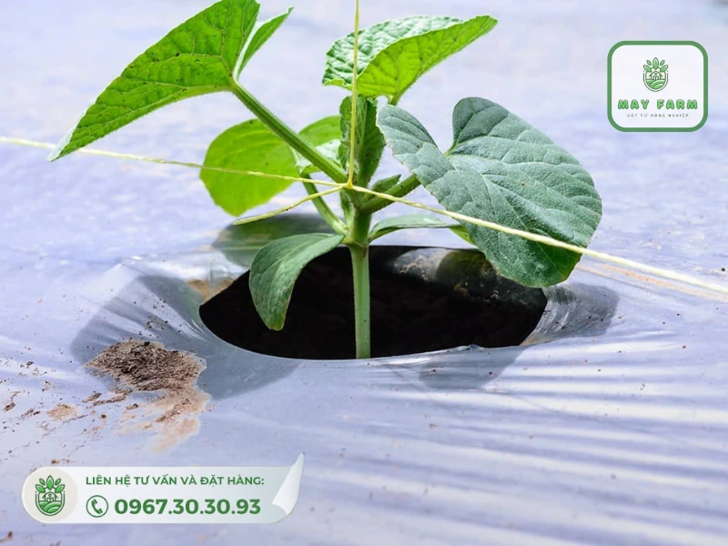 màng phủ nông nghiệp có công dụng chính trong việc giữ được độ ẩm cho đất