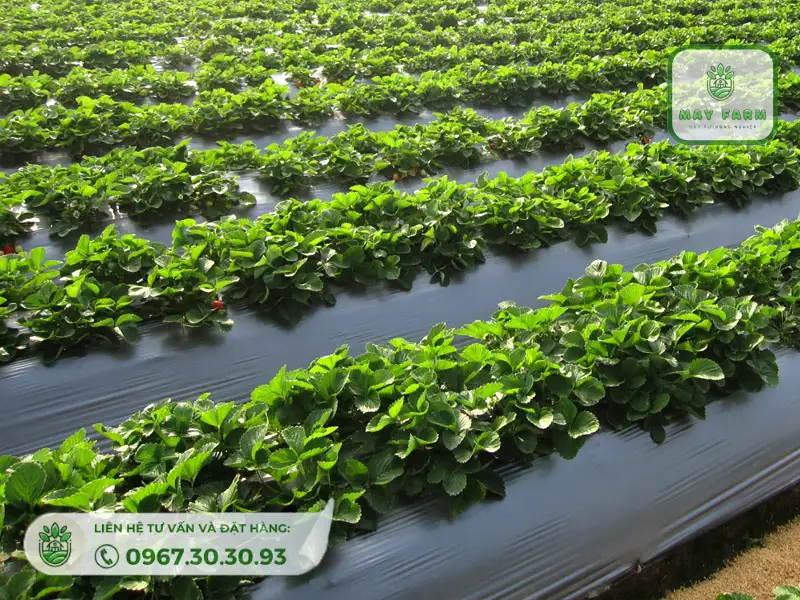 Dự Án Phủ 35 Ha