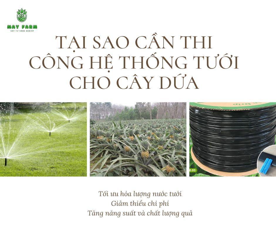 Tại sao cần thi công hệ thống tưới cho cây dứa