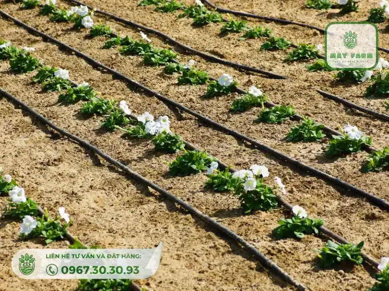 hiện nay có 2 loại hệ thống tưới cây dạng nhỏ giọt
