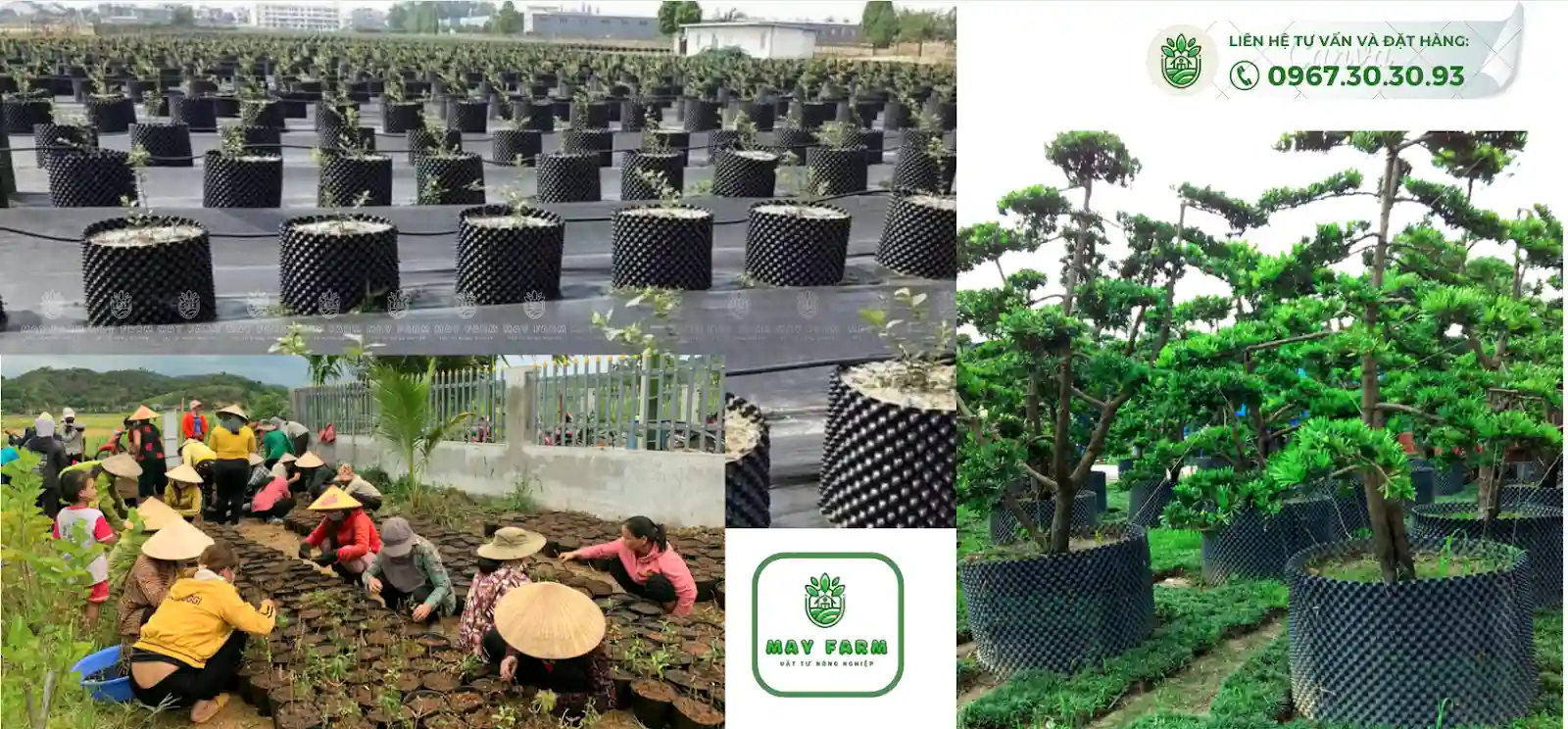 lợi ích tuyệt vời mà bầu ươm cây thông minh đem lại